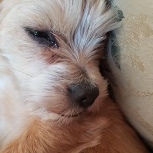 Meet your Posher, Billie